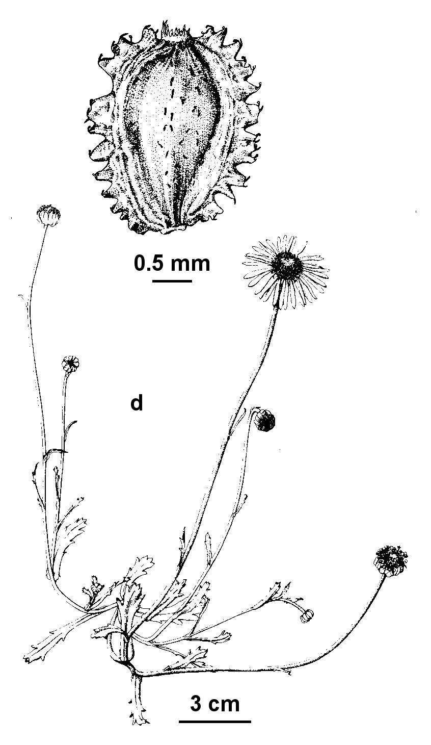 Brachyscome cuneifolia (hero image)