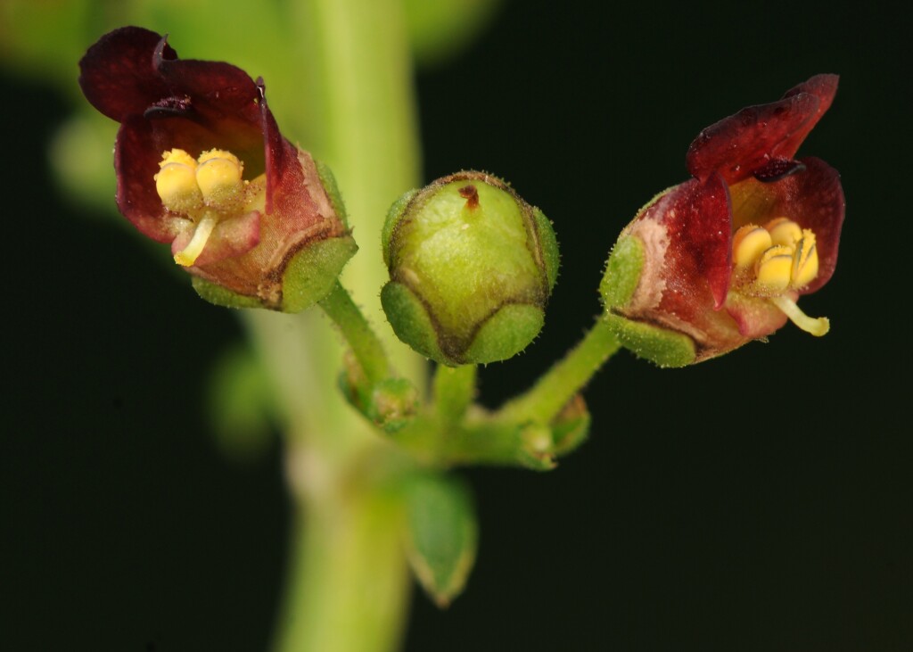 Scrophularia auriculata (hero image)