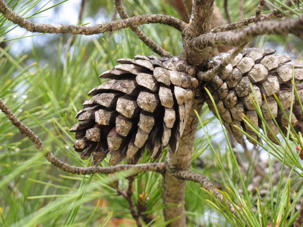 Pinus radiata (hero image)