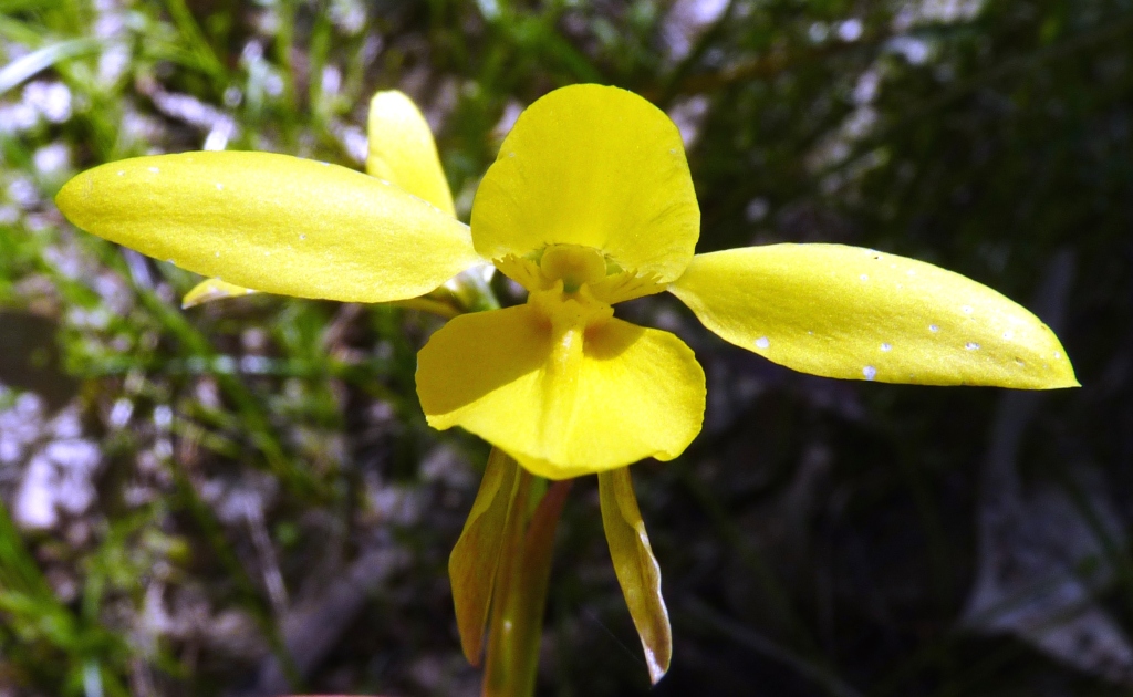 Diuris chryseopsis (hero image)