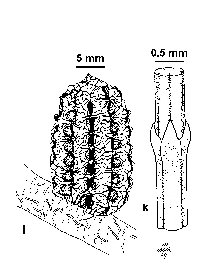 Allocasuarina nana (hero image)