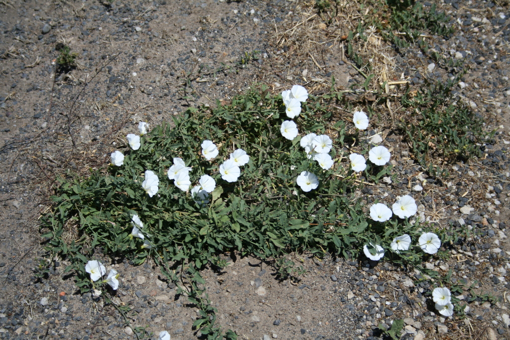 Convolvulus arvensis (hero image)