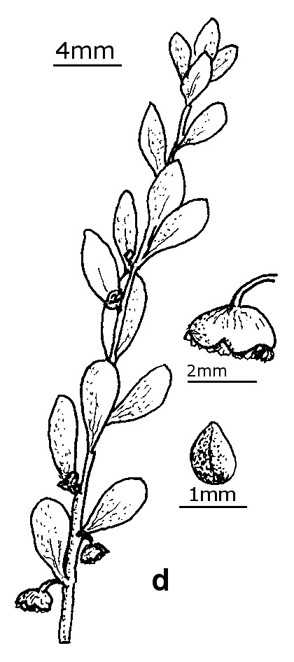 Iva axillaris subsp. robustior (hero image)