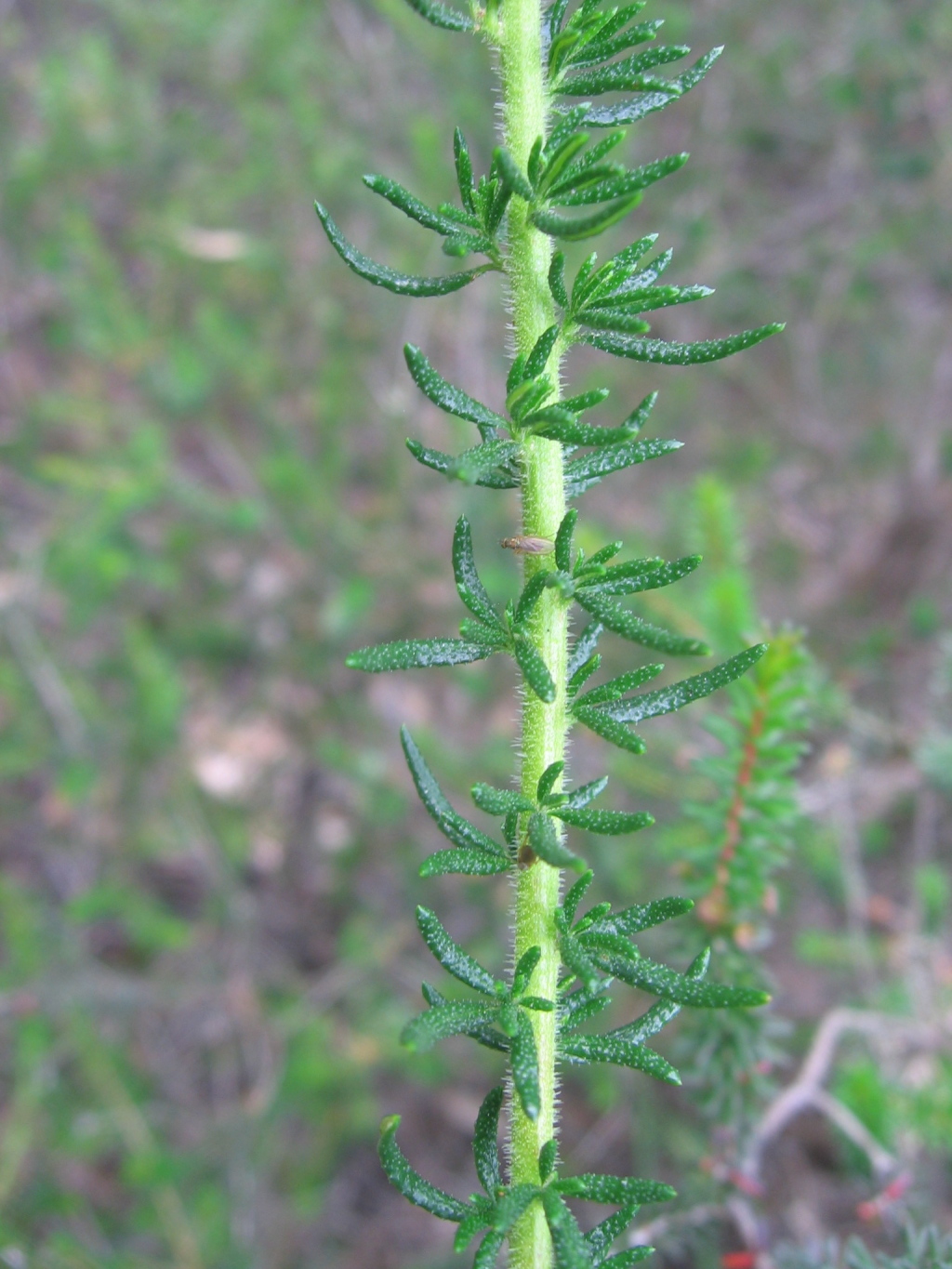 Olearia ramulosa (hero image)