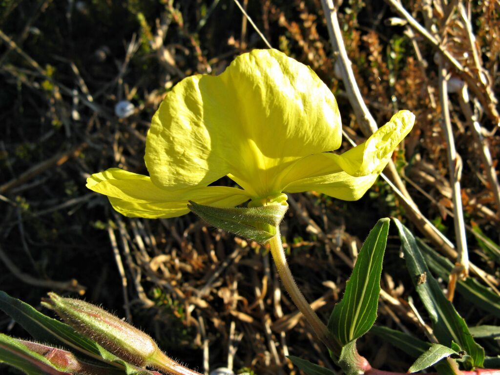 Oenothera stricta subsp. stricta (hero image)