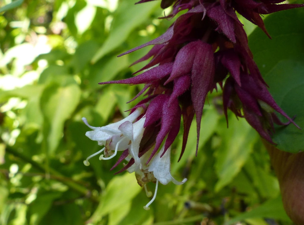 Leycesteria (hero image)