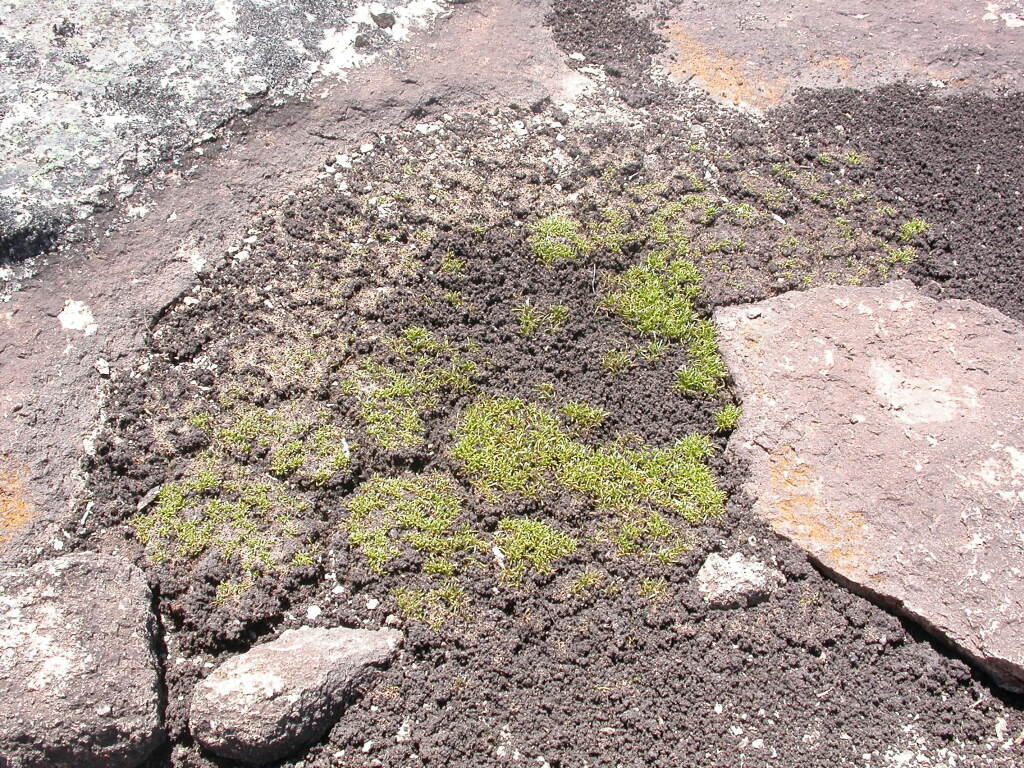 Glossostigma cleistanthum (hero image)