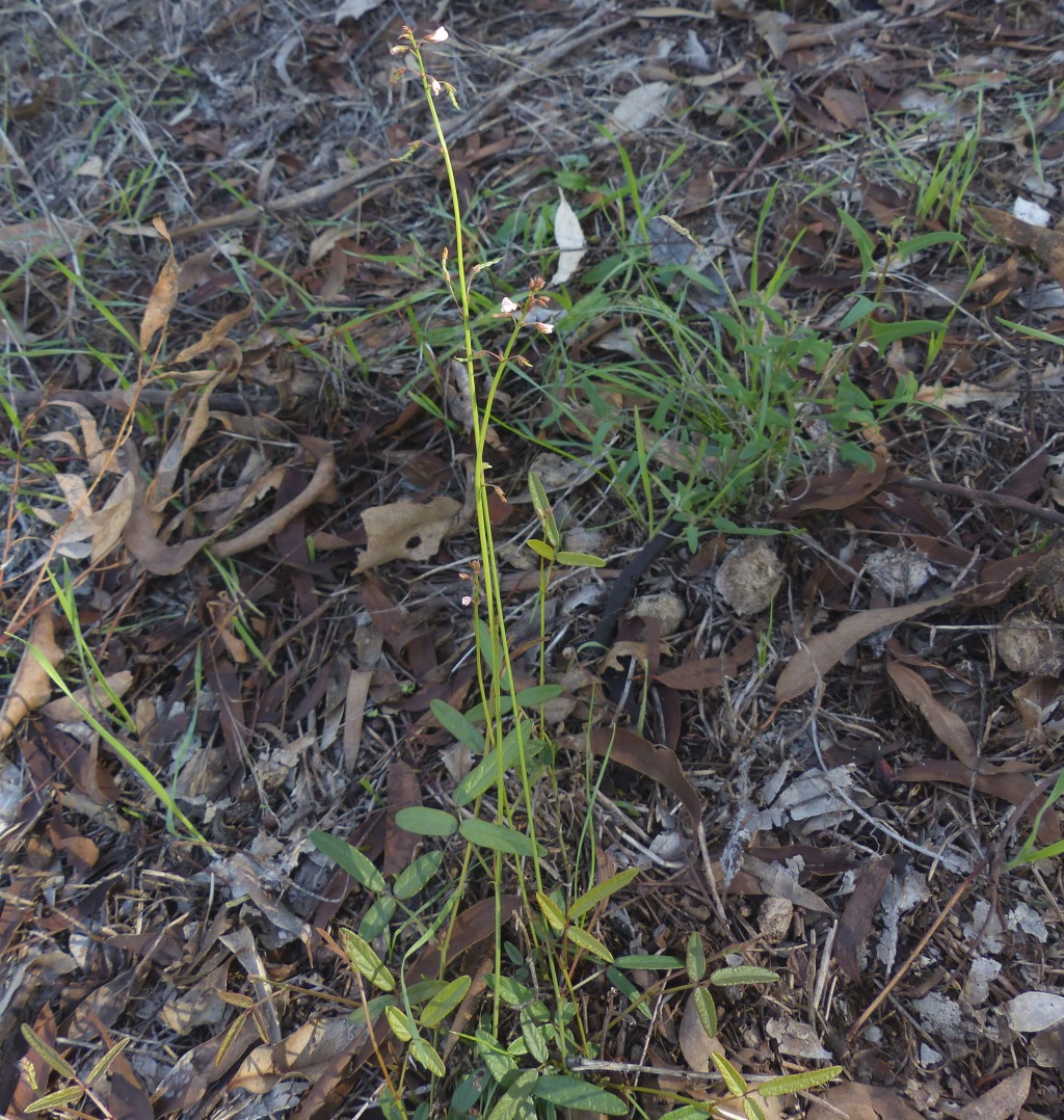 Desmodium varians (hero image)