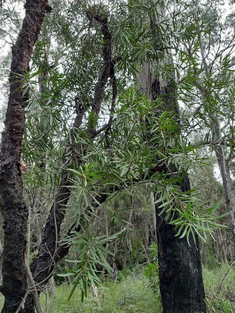 Persoonia ×lucida (hero image)