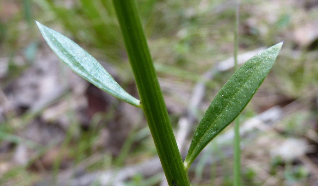 Stackhousia monogyna (hero image)
