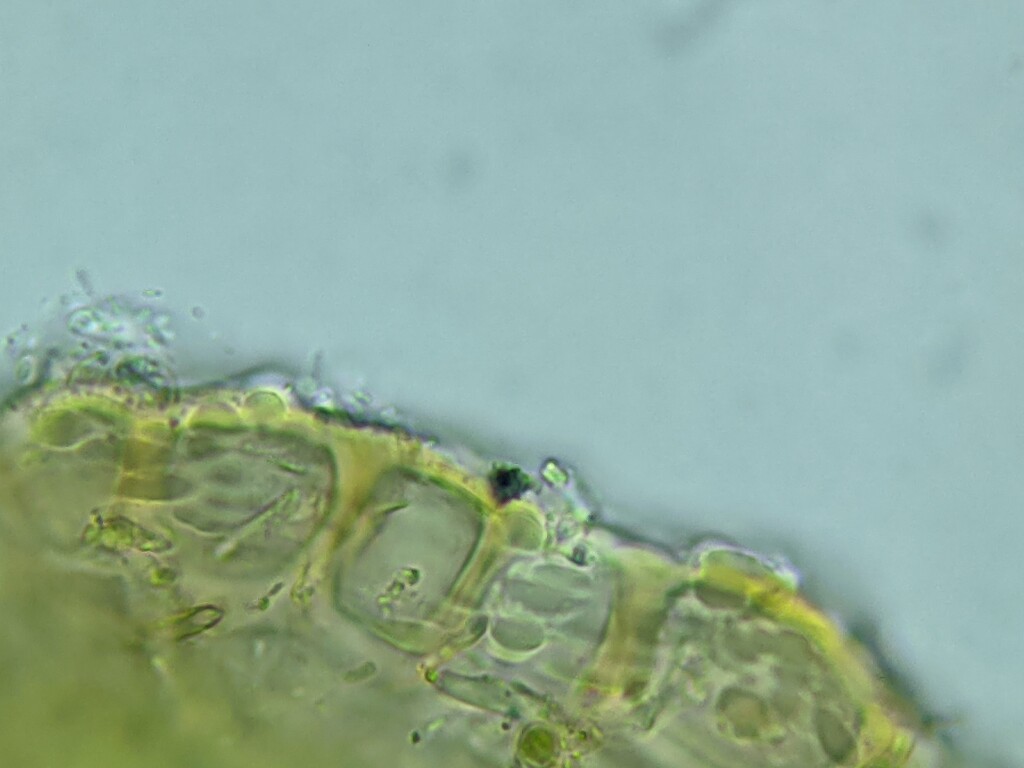 Chaetophyllopsidaceae (hero image)