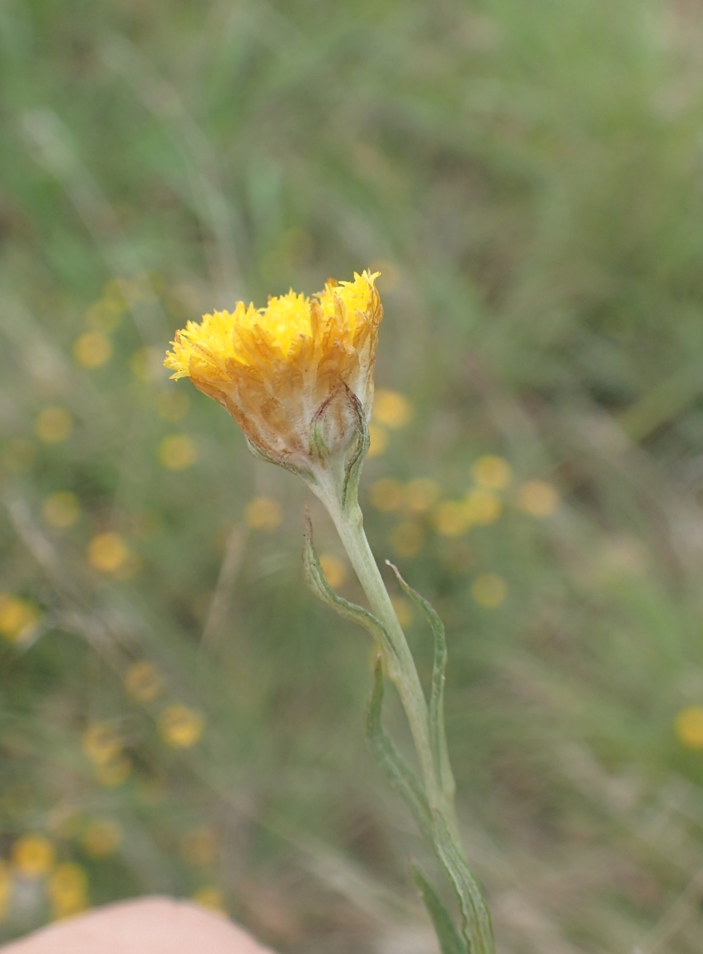 Coronidium gunnianum (hero image)