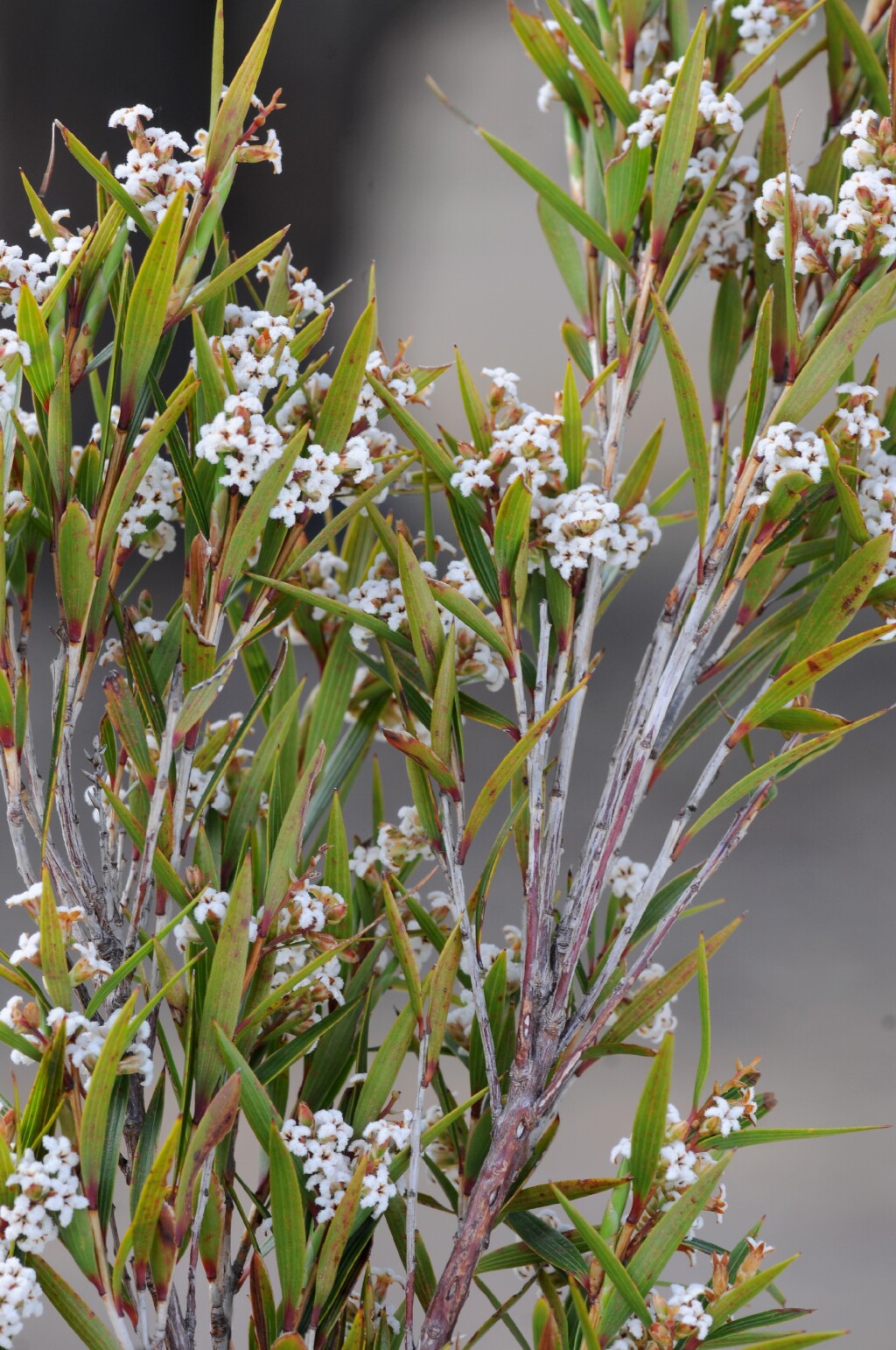 Leucopogon neurophyllus (hero image)