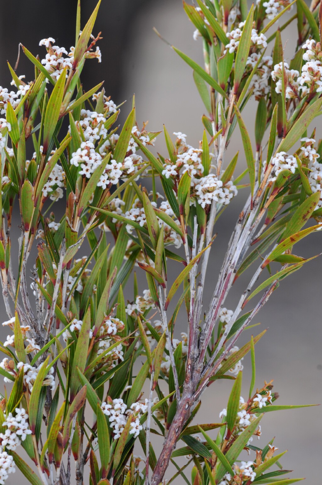 Leucopogon (hero image)