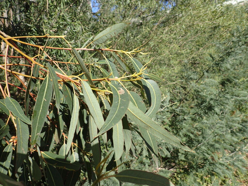 Eucalyptus saligna (hero image)