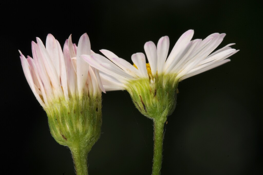 Erigeron karvinskianus (hero image)