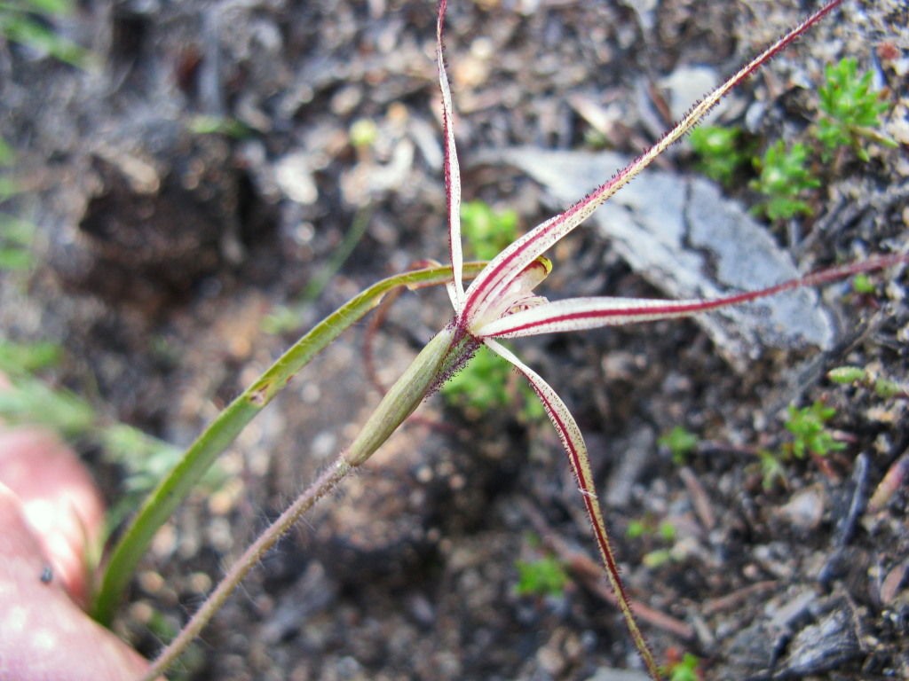 Caladenia capillata (hero image)