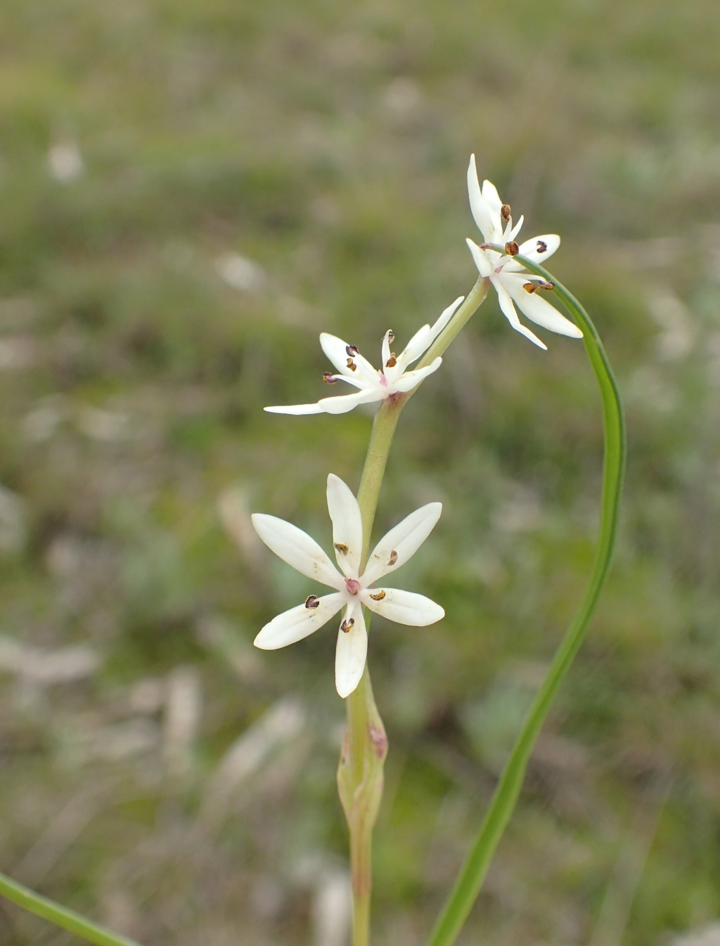 Wurmbea latifolia subsp. vanessae (hero image)