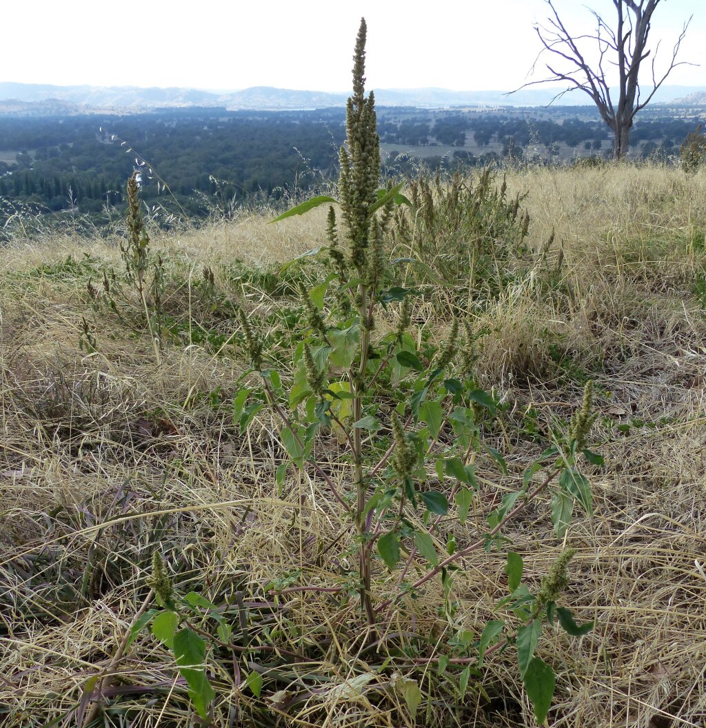 Amaranthus retroflexus (hero image)