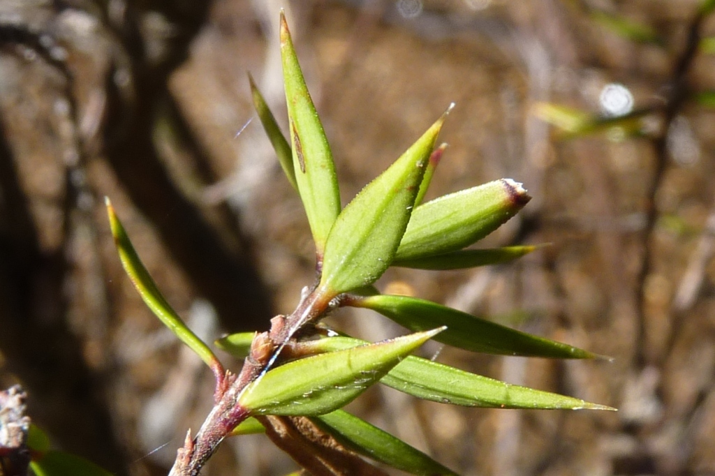 Epacris (hero image)