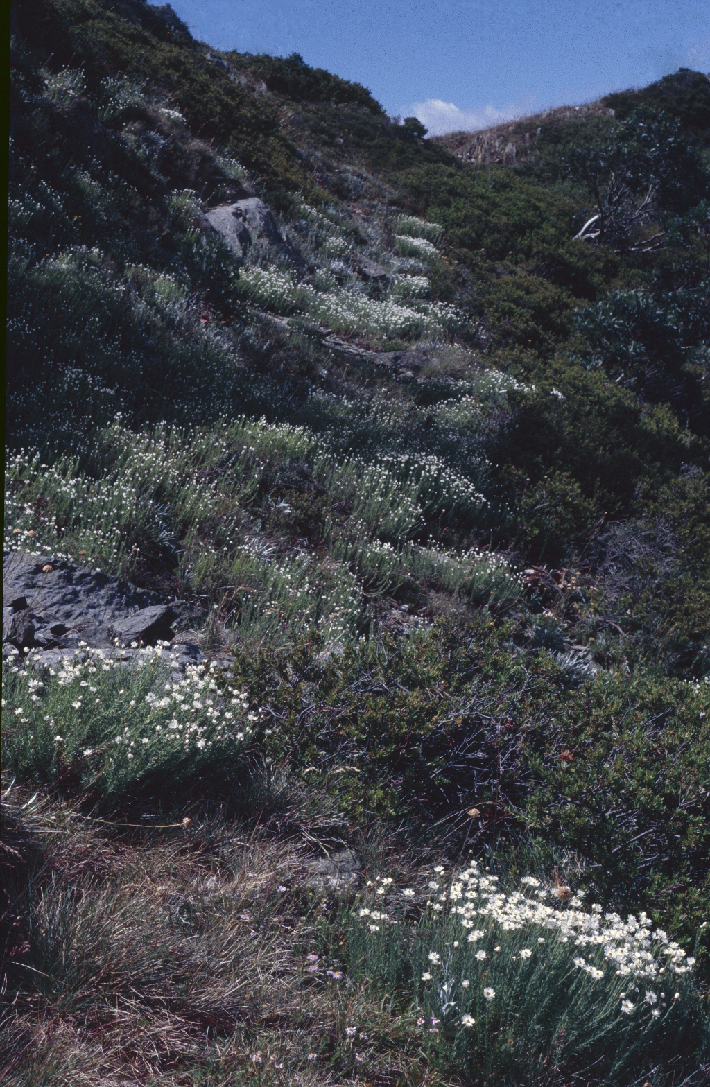 Rhodanthe anthemoides (hero image)