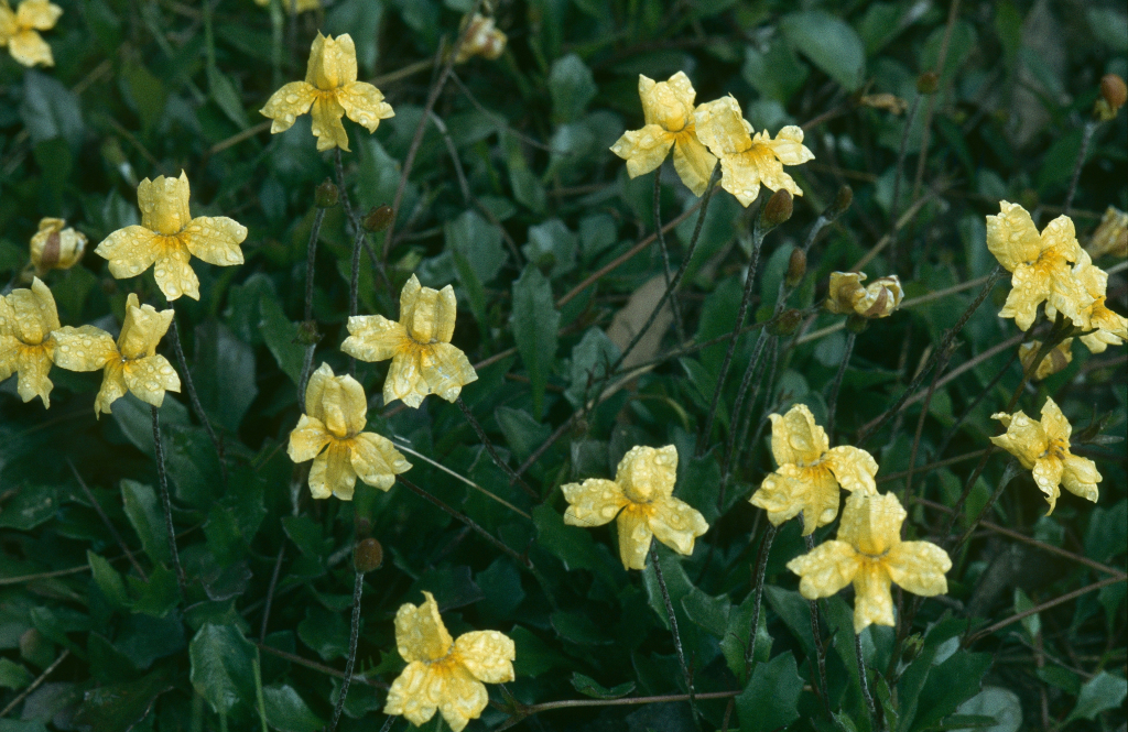 Goodenia lanata (hero image)