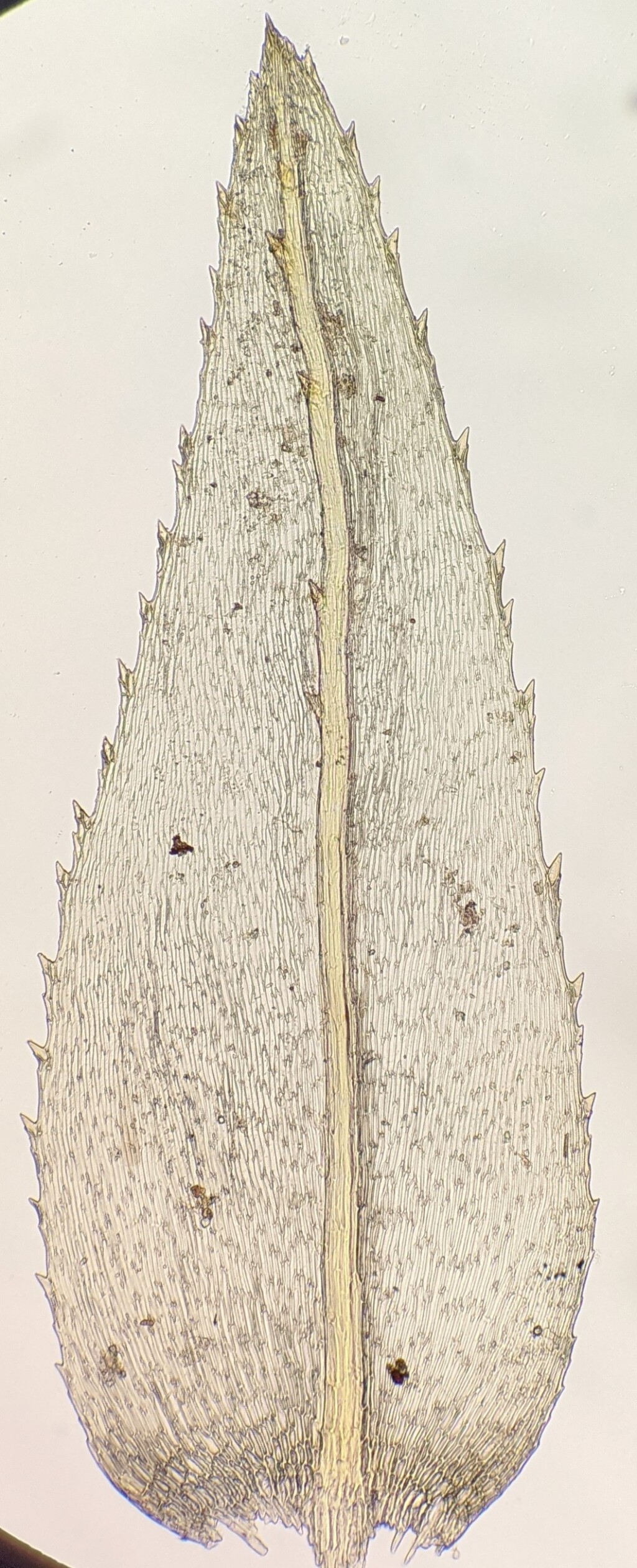 Hypnodendron spininervium (hero image)