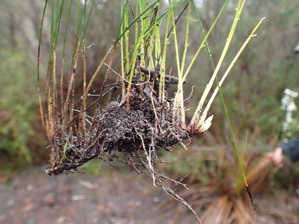 Schoenus lepidosperma subsp. lepidosperma (hero image)