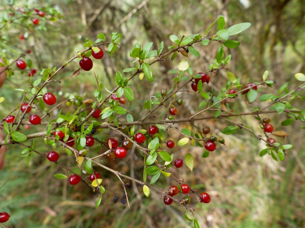 Coprosma quadrifida (hero image)