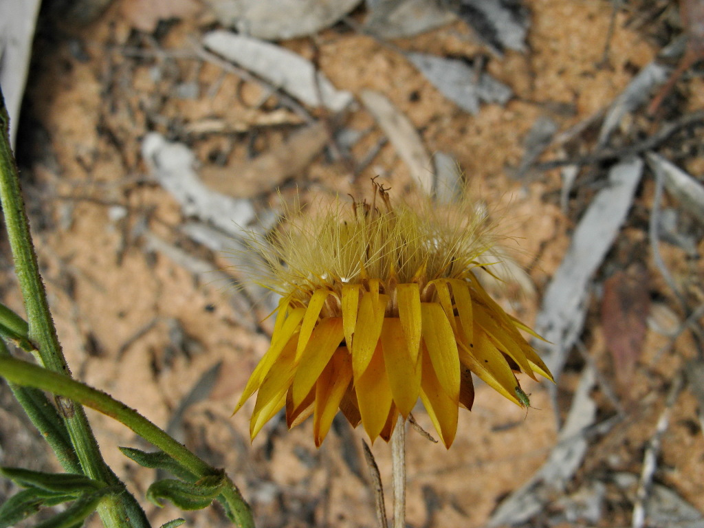 Xerochrysum bracteatum (hero image)