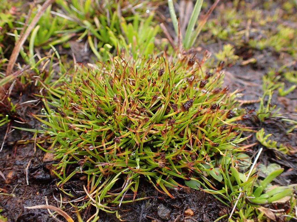 Juncus antarcticus (hero image)