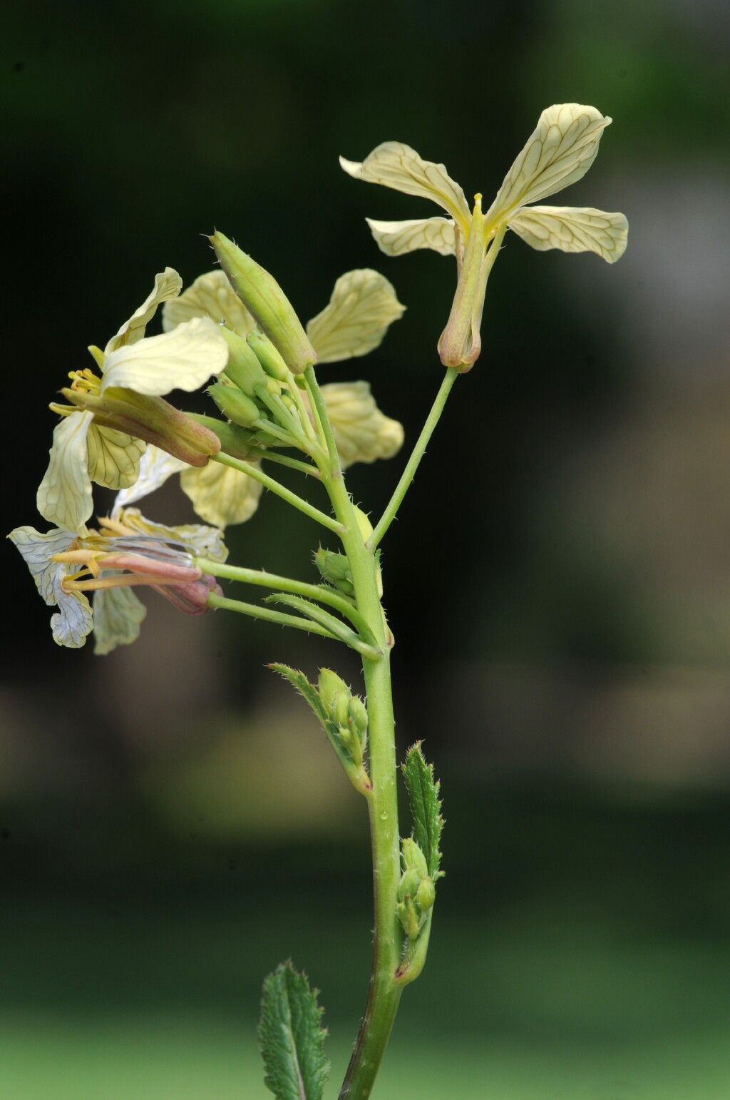 Raphanus raphanistrum (hero image)