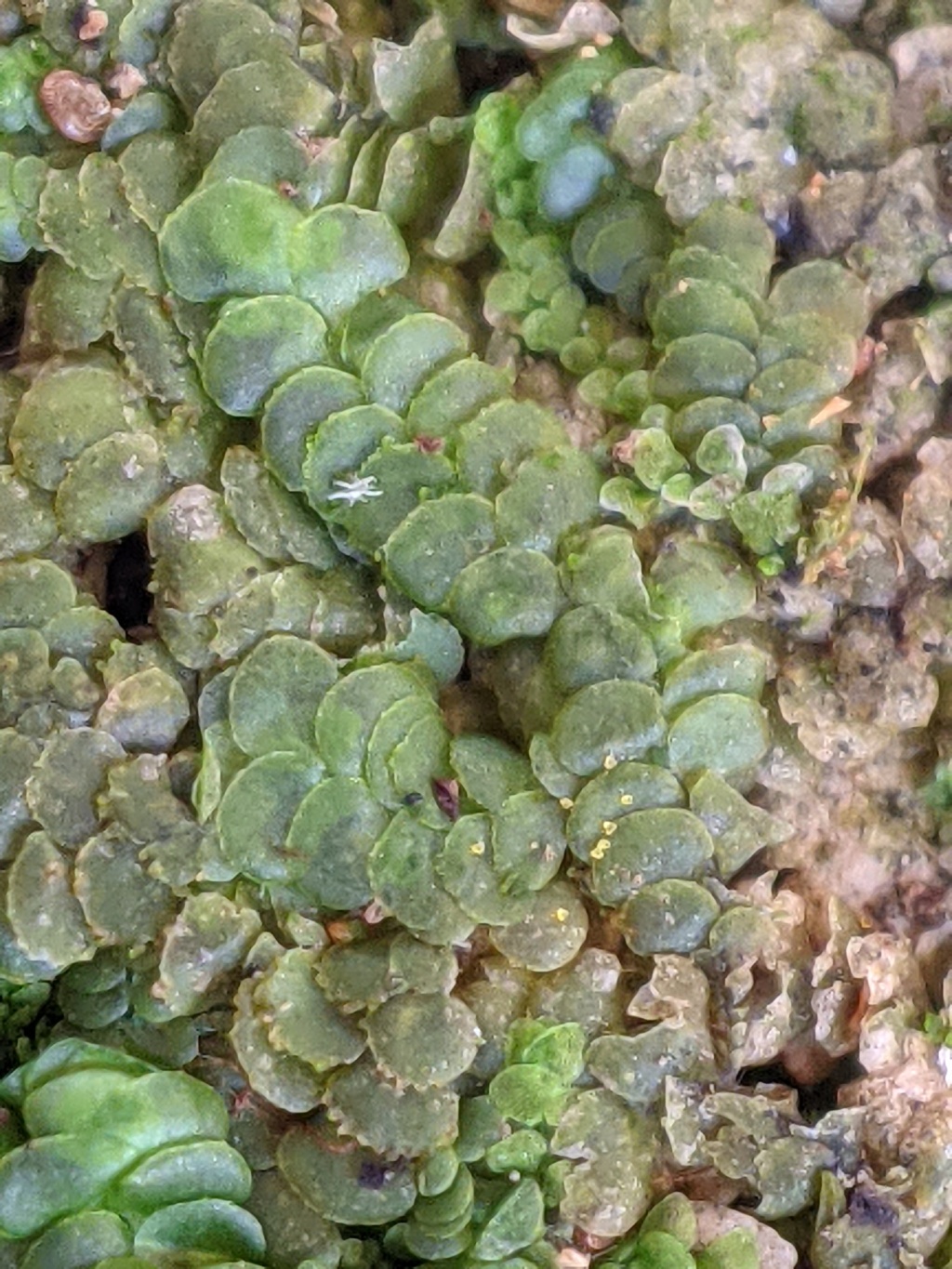 Radulaceae (hero image)