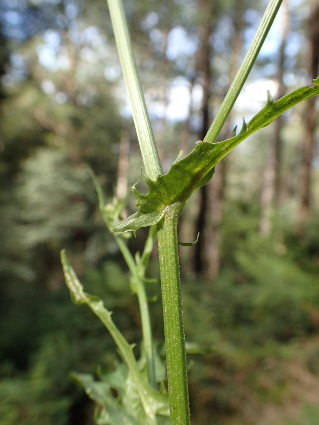 Crepis capillaris (hero image)