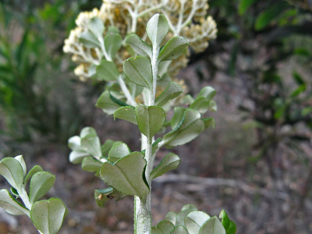 Ozothamnus obcordatus (hero image)