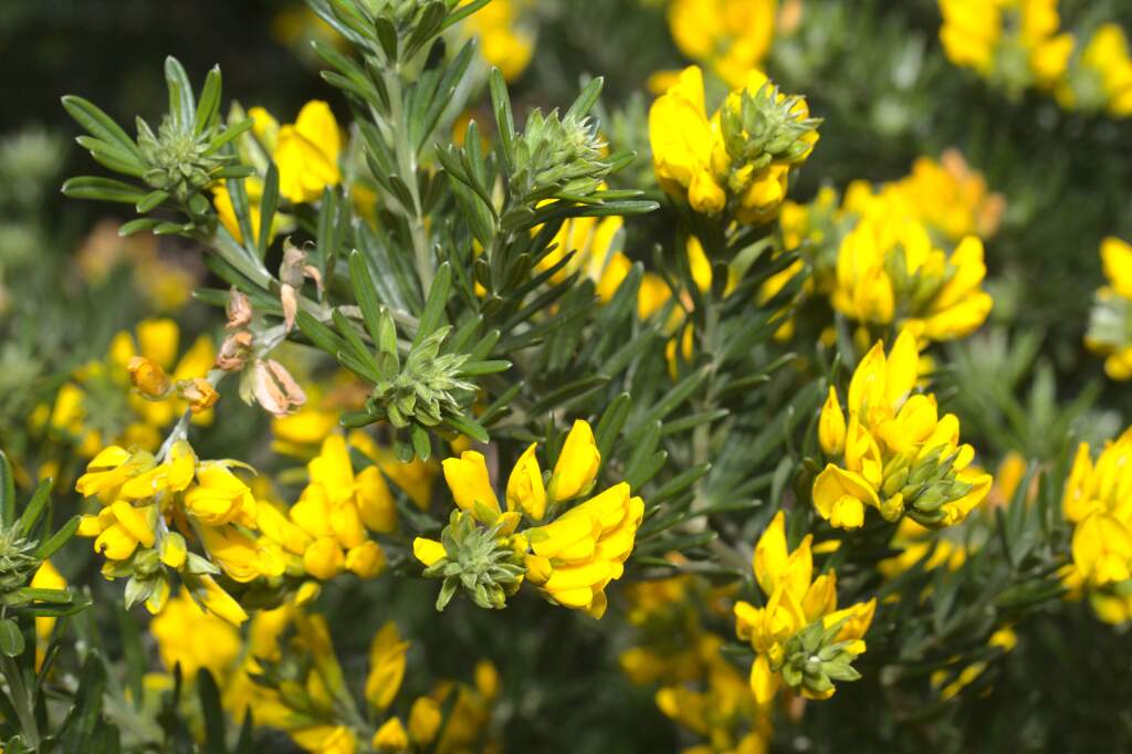 Genista linifolia (hero image)