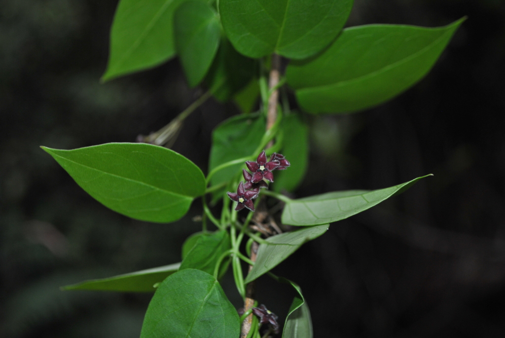 Tylophora barbata (hero image)