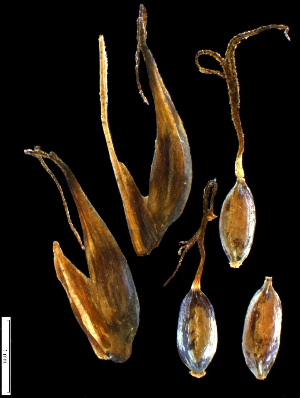 Carex archeri (hero image)