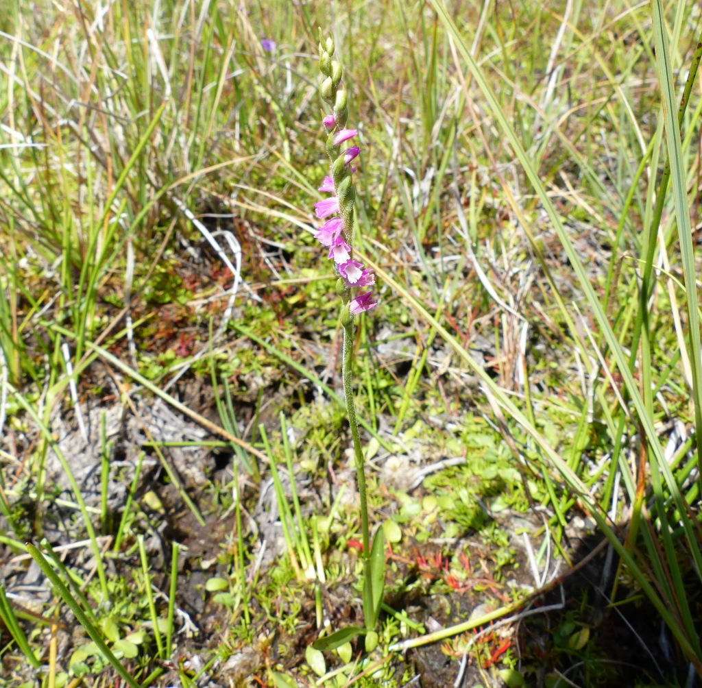 Spiranthes (hero image)