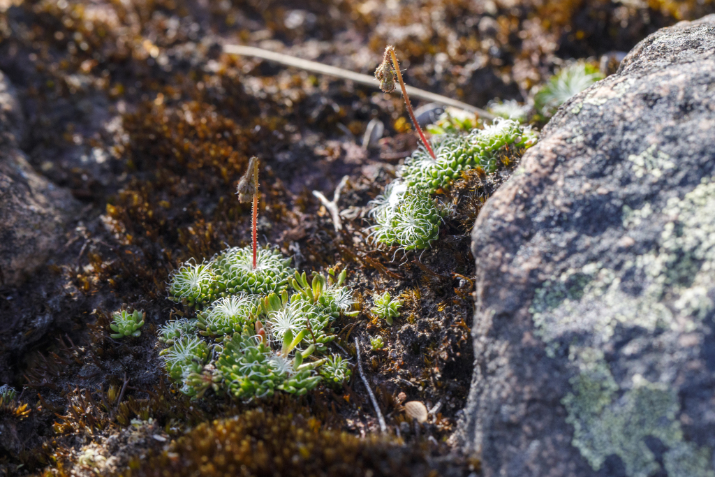Stylidiaceae (hero image)