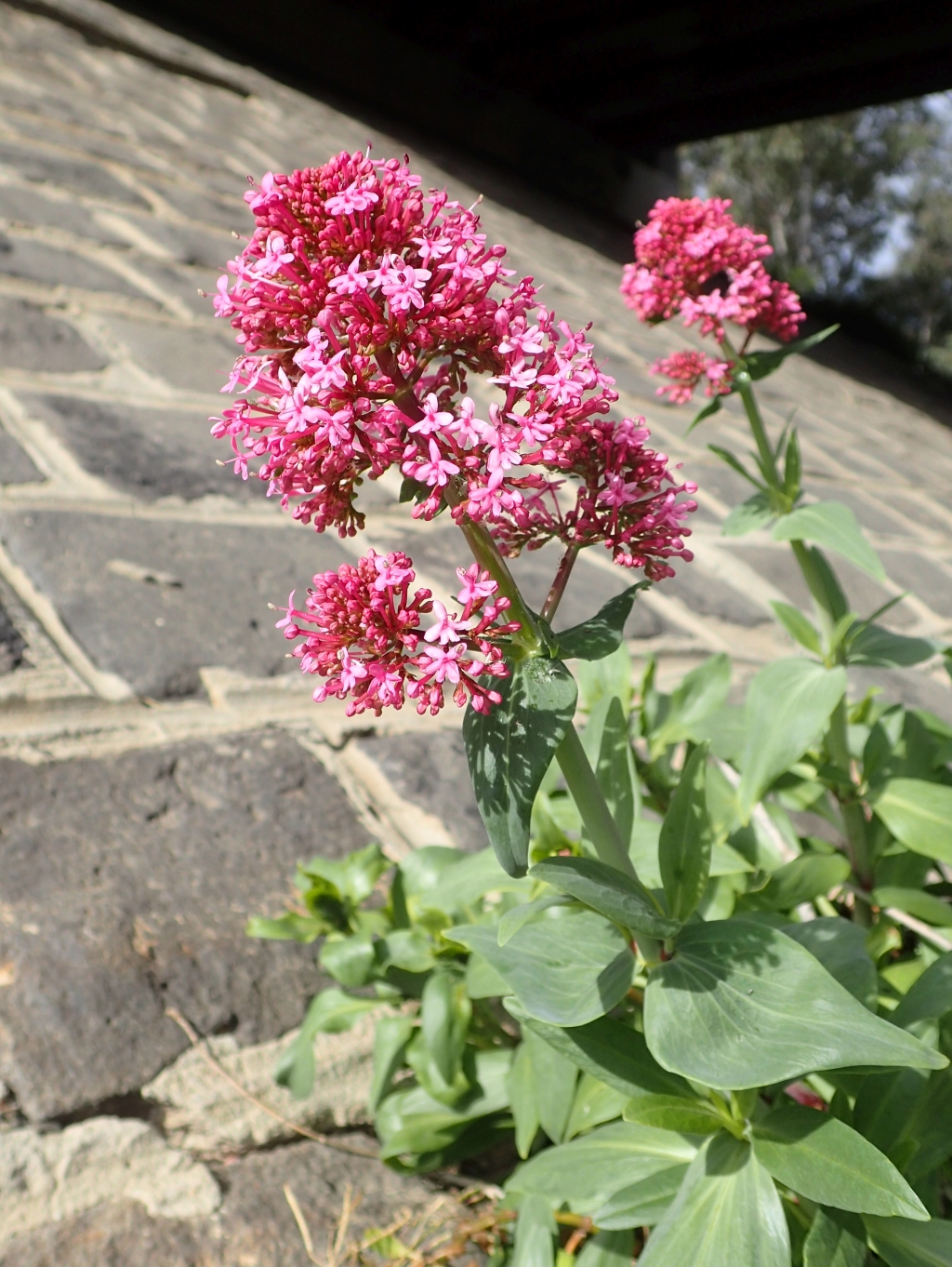 Centranthus ruber subsp. ruber (hero image)