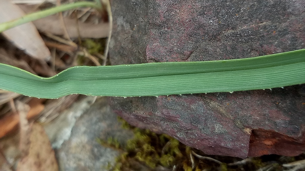 Dianella amoena (hero image)