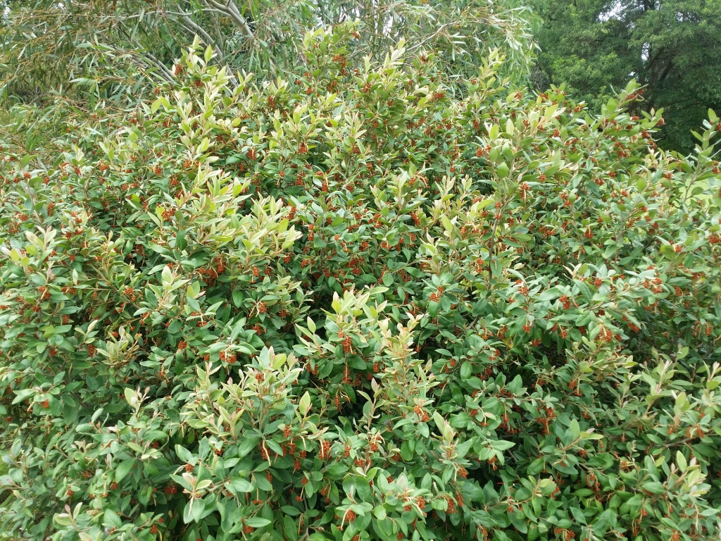 Grevillea callichlaena (hero image)