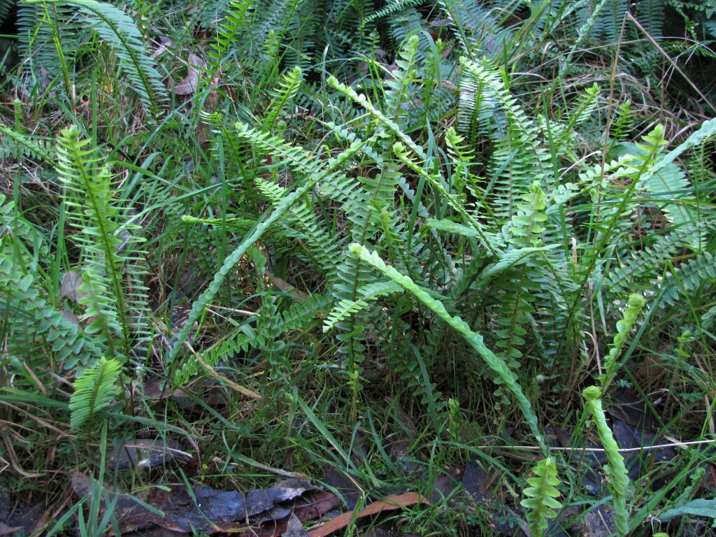 Nephrolepis cordifolia (hero image)