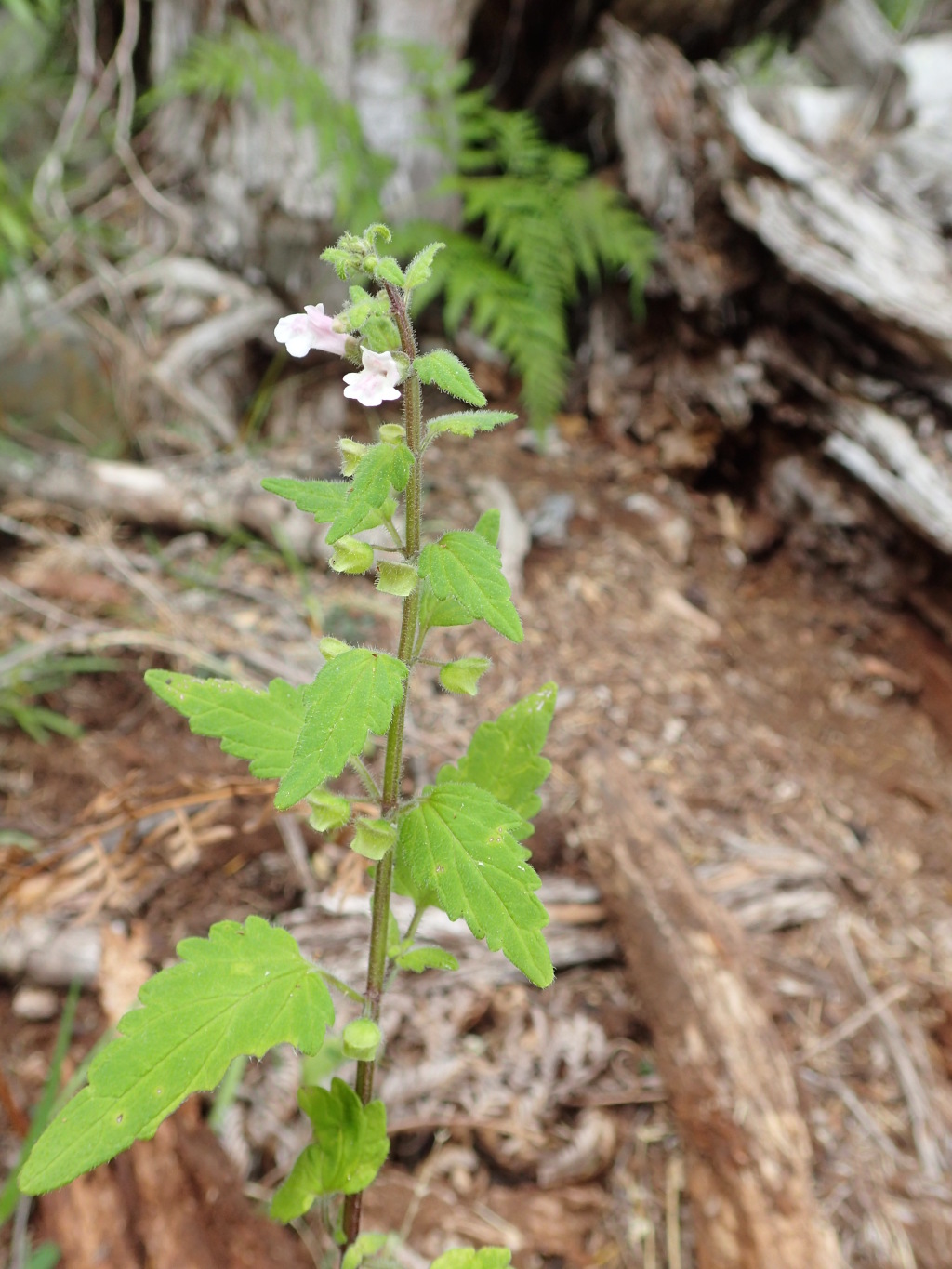 Scutellaria (hero image)