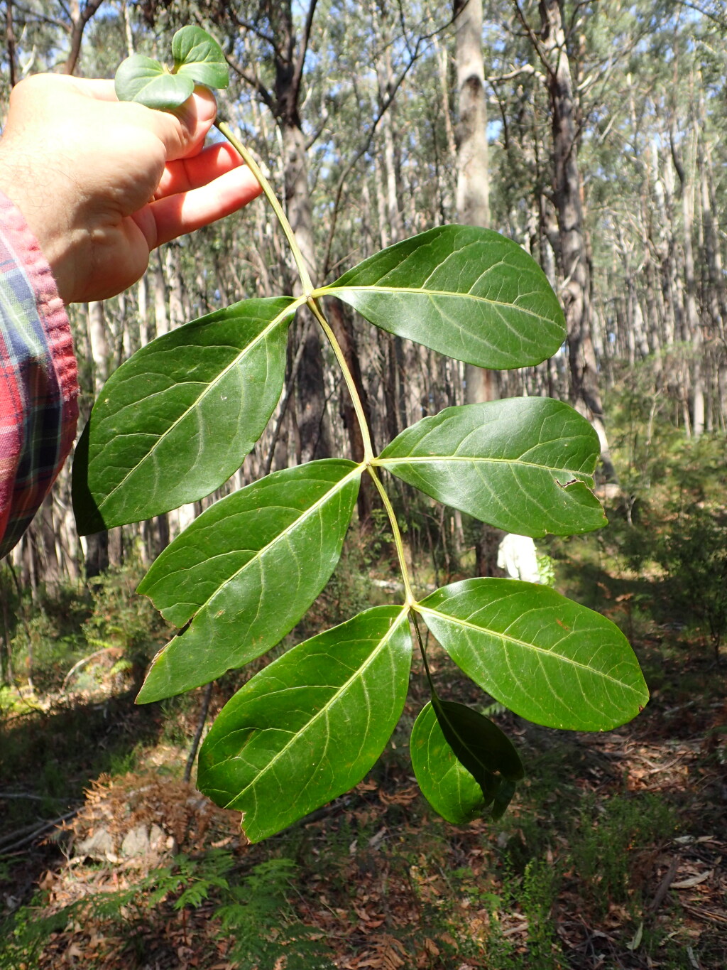 Polyscias sambucifolia subsp. 1 (hero image)