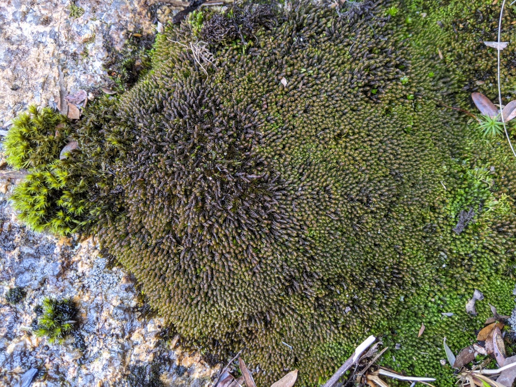 Syzygiella (hero image)