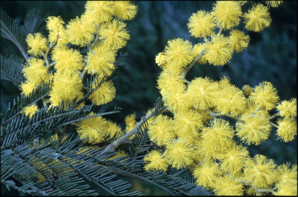 Acacia dealbata (hero image)