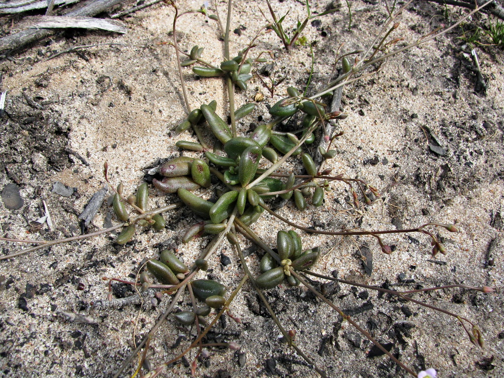 Calandrinia eremaea (hero image)