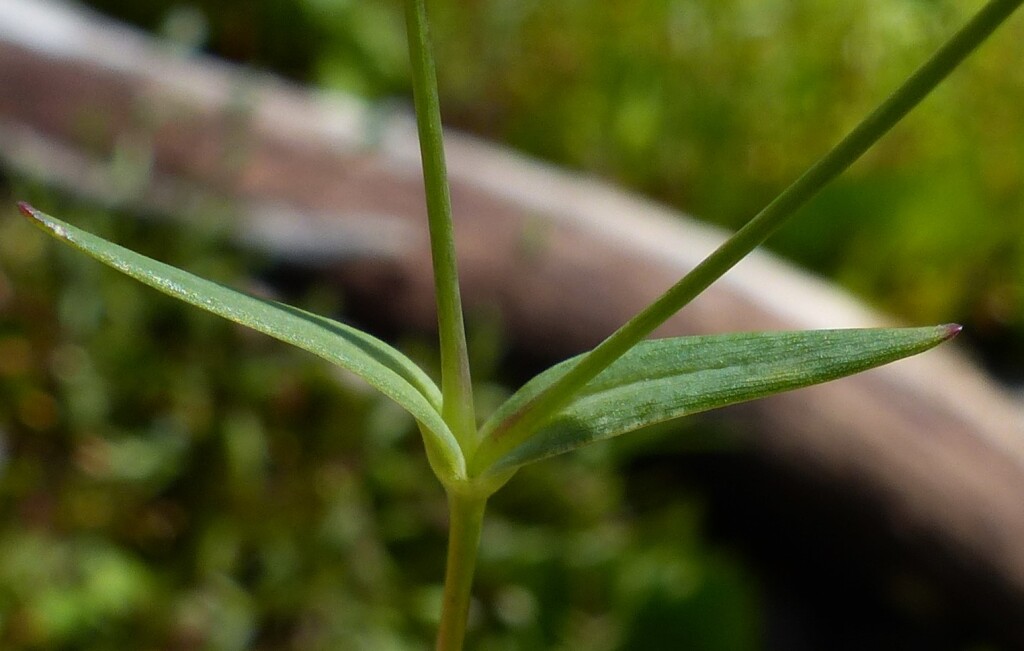 Moenchia erecta (hero image)